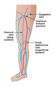 Venous System in Legs | Vein Specialists of the South